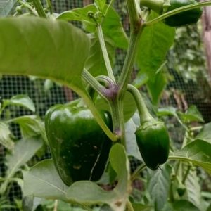 Plant Poivron Simbad