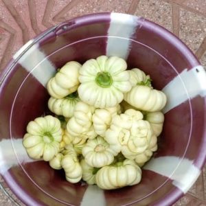 Plant Aubergine Africaine