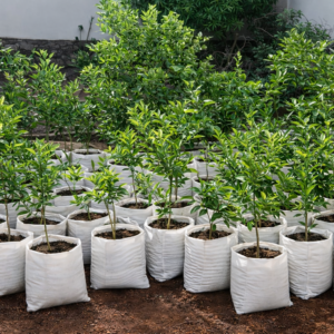 Agrumes - Tangelo Orlando