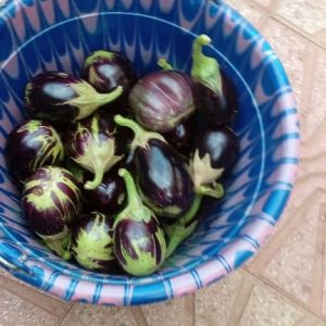 Plant Aubergine Européenne