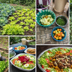 Option D – Pack « Accompagnement standard MonPotagerBio »